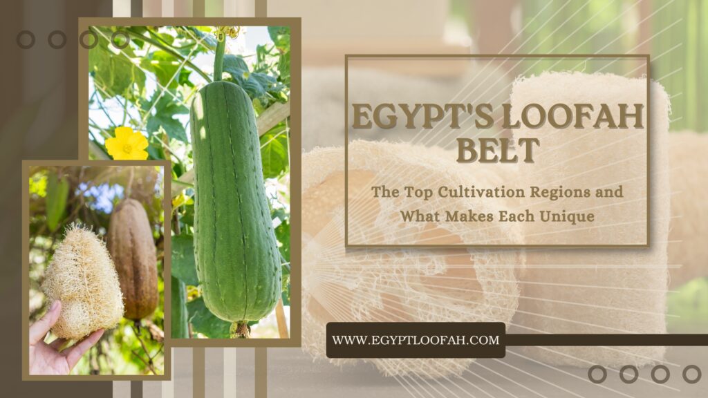 Egypt Loofah Growing Regions Regional Guide 2026 Egyptloofah