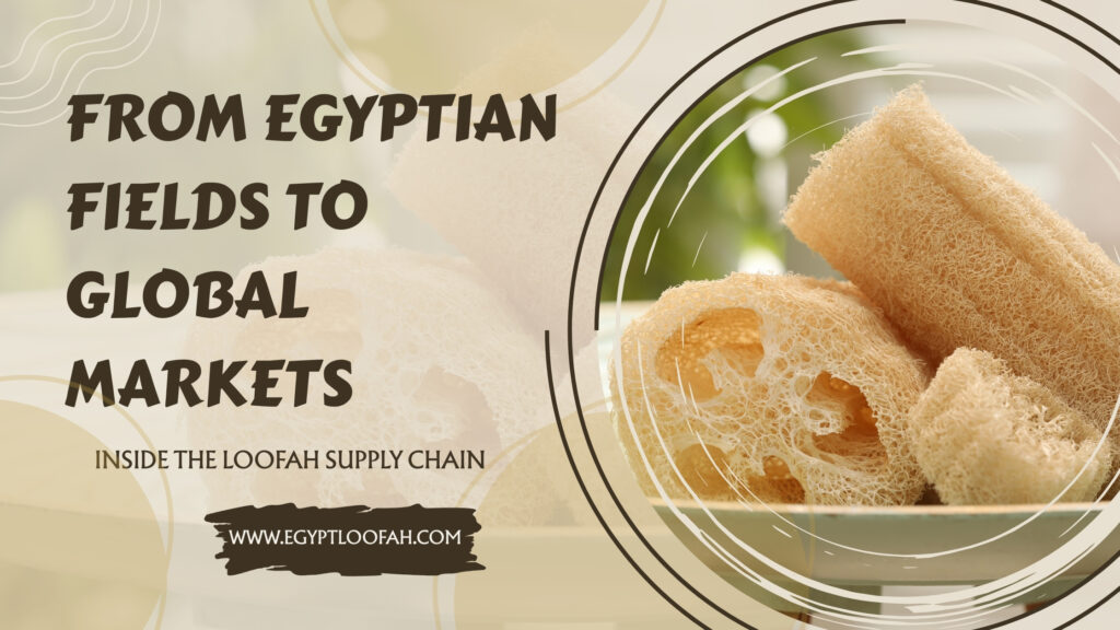 Egypt Loofah Supply Chain Complete 2026 Guide Egyptloofah