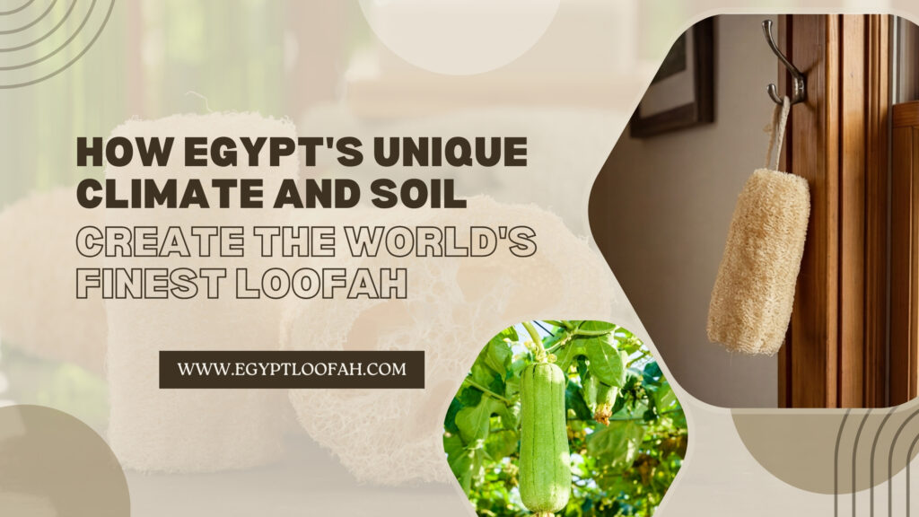 Egyptian Climate Loofah Quality Premium Guide 2026 Egyptloofah