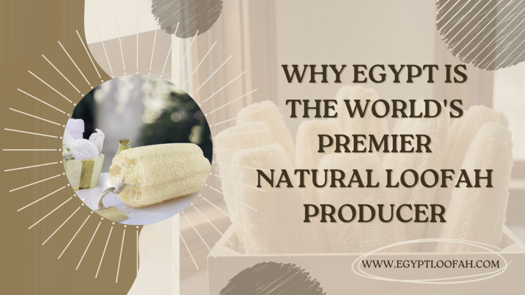 Egyptian Loofah Producer Top Quality Source 2026 Egyptloofah