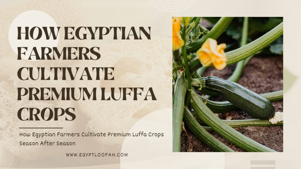 Egyptian Luffa Farming Practices Quality Guide 2026 Egyptloofah