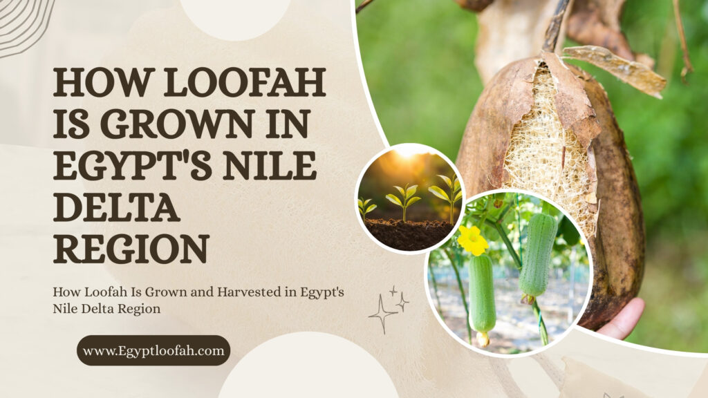 Loofah Farming Egypt Nile Delta Complete Guide 2026 Egyptloofah