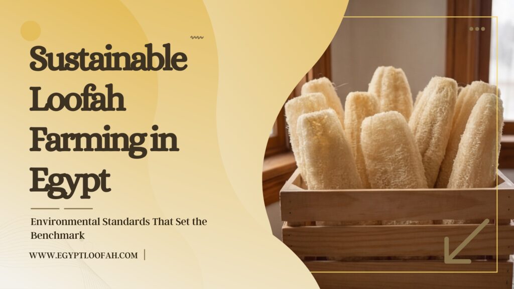 Sustainable Loofah Farming Egypt 2026 Standards Guide Egyptloofah